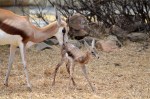 Springbuck lamb born in camp