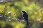 Fiscal Flycatcher