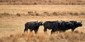 Some Buffalo Bulls