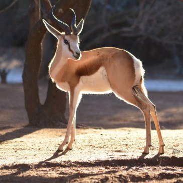 Springbuck