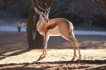Springbuck