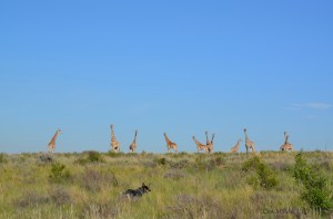 Our dog Tikka, doing game viewing