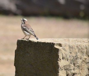 White Browed Sparrow Weaver