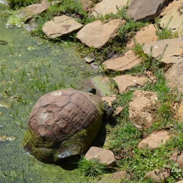 Tortoise