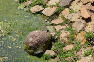 Tortoise