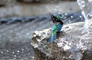 Malachite Sunbird Bath