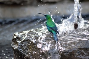 Malachite Sunbird Male